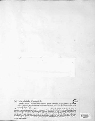 Cyathicula culmicola image